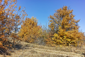 Autumn panorama of Cherna Gora (Monte Negro) mountain, Pernik Region, Bulgaria