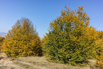 Fototapeta na wymiar Autumn panorama of Cherna Gora (Monte Negro) mountain, Pernik Region, Bulgaria