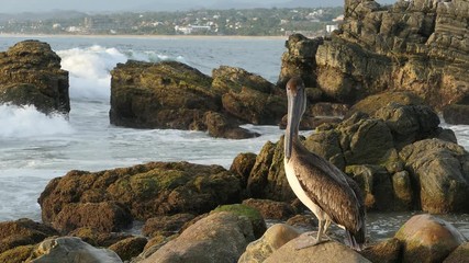 Pélican sur un rocher à Puerto escondido