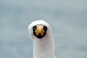 Portrait of the Masked Booby, seabird.