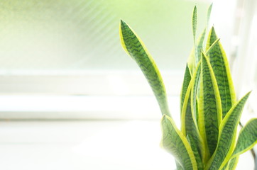 Obraz premium leaf on green background