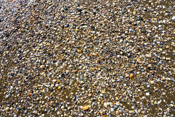 Shells and broken shell pieces on the sand on the beach in Paihia, Bay of Islands, New Zealand