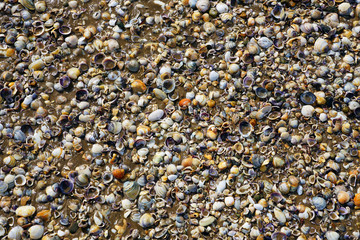 Shells and broken shell pieces on the sand on the beach in Paihia, Bay of Islands, New Zealand