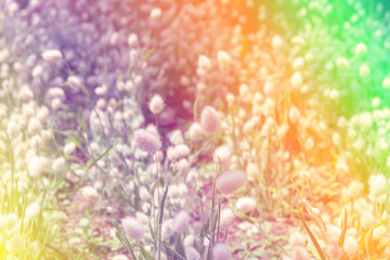 Beautiful multicolored flowers background