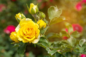 Yellow rose in the garden