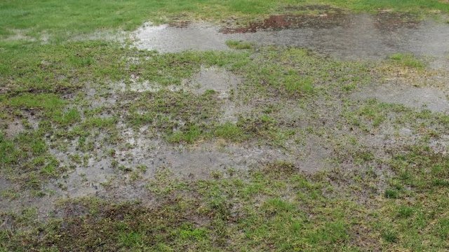 Heavy Rain on Lawn with Poor Drainage. Large Puddles. Still. 4k