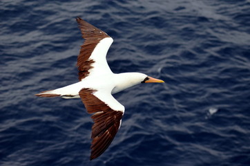 Fototapeta na wymiar Seabird, Masked Booby, flying over the sea.