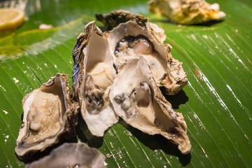 Fresh oyster with lemon. closeup