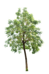 Fototapeta premium Tree isolated on white background