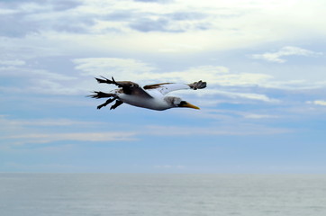 Flying seabird, Masked Booby (Sula dactylatra)
