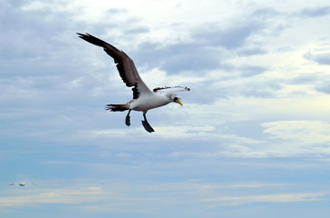 Flying seabird, Masked Booby (Sula dactylatra)
