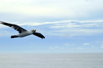 Fototapeta na wymiar Flying seabird, Masked Booby (Sula dactylatra)
