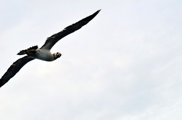 Flying seabird, Masked Booby (Sula dactylatra)