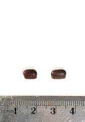 Two Cockroach Eggs and Stainless Steel Ruler in Centimeter Metric System To Measure Its Size and Lenght. Brown Roach Eggs Hard Casing Capsule or Ootheca on White Background.