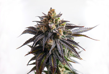 Macro detail of Cannabis flower (CBD dream strain) isolated over white background