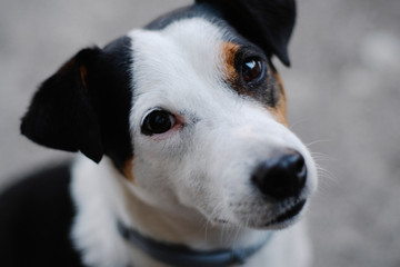 Adorable Jack Russel terrier portrait