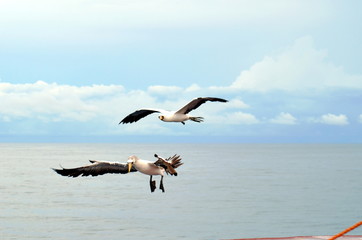 Flying seabird, Masked Booby (Sula dactylatra)