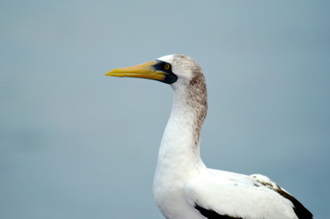 Portrait of seabird Masked Booby (