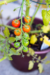 Detail of ripe and green cherry tomato vine plant