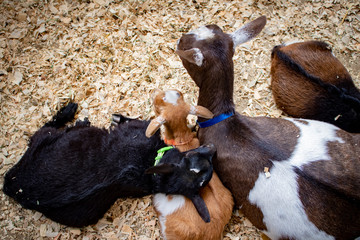 Brown and White Mother Goat Rests with Three Baby Goat Kids in a Pen at the San Diego County Fair, California, USA