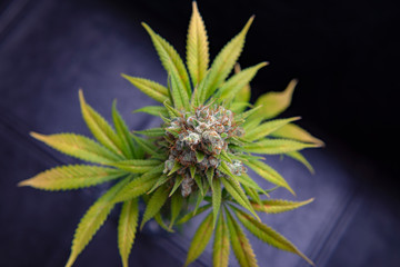 Cannabis flower (Sour diesel marijuana strain) on a vase isolated over blac