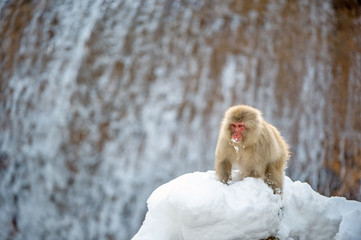 Japanese macaque on the stone, near natural hot springs. Scientific name: Macaca fuscata, also known as the snow monkey. Natural habitat. Japan.