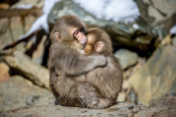 Naklejka premium Cubs of Japanese macaque hugging. Winter season. The Japanese macaque, Scientific name: Macaca fuscata, also known as the snow monkey. Natural habitat. Japan.