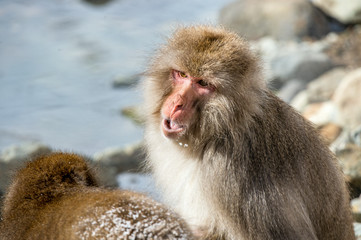 Japanese macaque with open mouth, near natural hot springs.. Close up portrait.   Scientific name: Macaca fuscata, also known as the snow monkey. Winter season. Natural habitat. Japan.