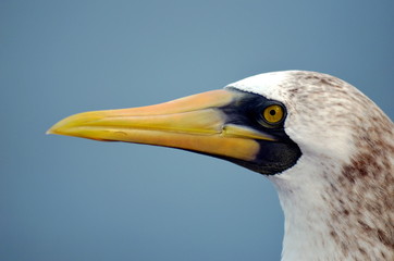 Portrait of the bird, Masked Booby - Sula dactylatra.