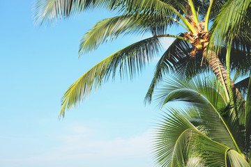 Fototapeta na wymiar Coconut palm tree leaves with blue sky, tropical palms at sunny summer day. Free copy space.