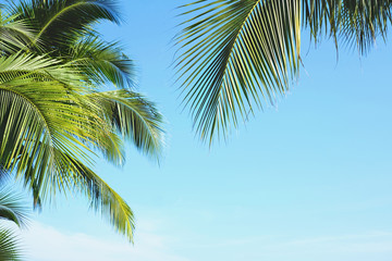 Fototapeta na wymiar Coconut palm tree leaves with blue sky, tropical palms at sunny summer day. Free copy space.