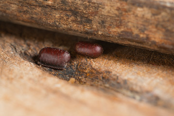 Two Cockroach Egg Lay on Warm and Humid Wooden Tiny Cracks. Brown Cockroach Eggs Hard Casing Capsule Selective Focus.