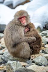 Japanese macaque breastfeeding a cub. Closeup portrait. Japanese macaque, Scientific name: Macaca fuscata, also known as the snow monkey. Winter season. Natural habitat. Japan.