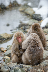 Naklejka premium Japanese macaques sitting near natural hot springs. The Japanese macaque, Scientific name: Macaca fuscata, also known as the snow monkey. Natural habitat, winter season. Japan