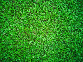 Green grass texture background, Green lawn, Backyard for background, Grass texture.