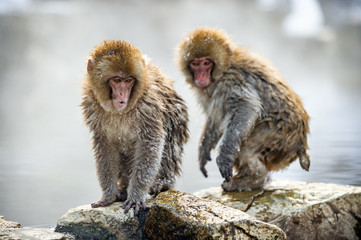 Cubs of Japanese macaque  on the stone, near natural hot springs. Scientific name: Macaca fuscata, also known as the snow monkey. Natural habitat. Japan.