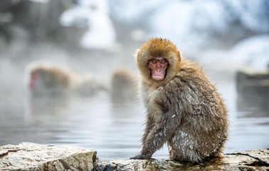 Japanese macaque on the stone, near natural hot springs. Scientific name: Macaca fuscata, also known as the snow monkey. Natural habitat. Japan.