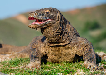 Obraz premium The Komodo dragon raised the head and opened a mouth. Scientific name: Varanus komodoensis, It is the biggest living lizard in the world. Natural habitat. Island Rinca. Indonesia.