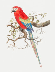 Scarlet macaw in vintage style © Rawpixel.com