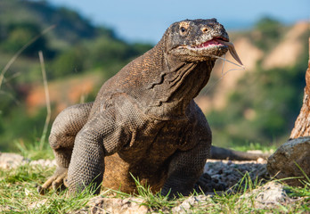 Obraz premium Smok z Komodo z wysuniętym rozwidlonym językiem wciągnął powietrze. Nazwa naukowa: Varanus komodoensis. Największa na świecie żyjąca jaszczurka w naturalnym środowisku. Wyspa Rinca. Indonezja.