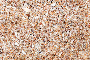 Shells in the beach