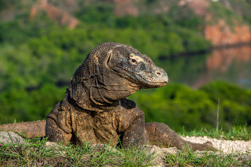 Komodo dragon. Close up portrait. Scientific name: Varanus komodoensis. Biggest living lizard in the world.  Natural habitat on island Rinca. Indonesia.