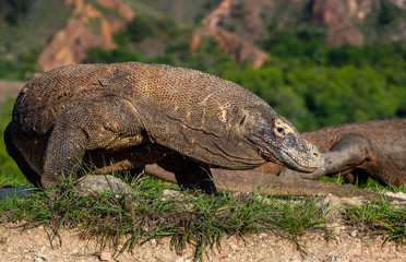 Komodo dragon. Close up portrait. Scientific name: Varanus komodoensis. Biggest living lizard in the world.  Natural habitat on island Rinca. Indonesia.