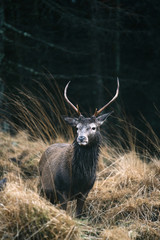 Male deer at Glen Etive