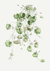 Blooming Kenilworth Ivy - obrazy, fototapety, plakaty