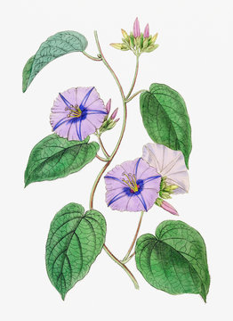 Purple jacquemontia flower