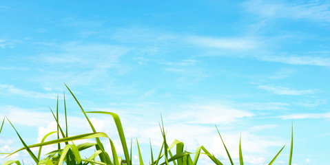 The image of the natural beauty that God created With both hardness, gentle, natural balance