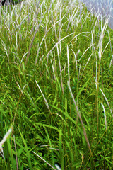 Obraz premium The image of the natural beauty that God created With both hardness, gentle, natural balance