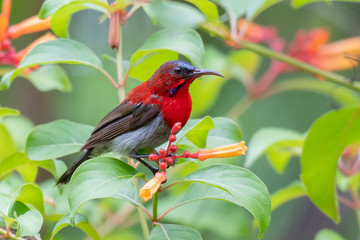 Crimson Sunbird in the forest at southern of Thailand.
