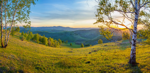 Obraz premium Panoramic view of a spring morning. Beautiful sunrise, sunbeams through birch branches.